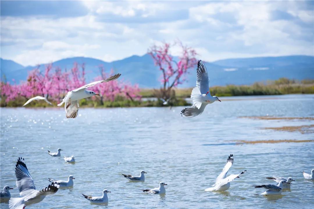 麗江早春踏青好去處-拉市海美泉村候鳥(niǎo)灣