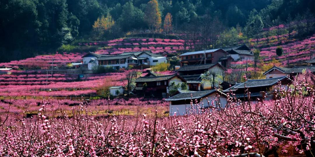 畫(huà)面如詩(shī)如畫(huà)！石鼓鎮(zhèn)檢木科200多畝連片雪桃花競(jìng)相開(kāi)放