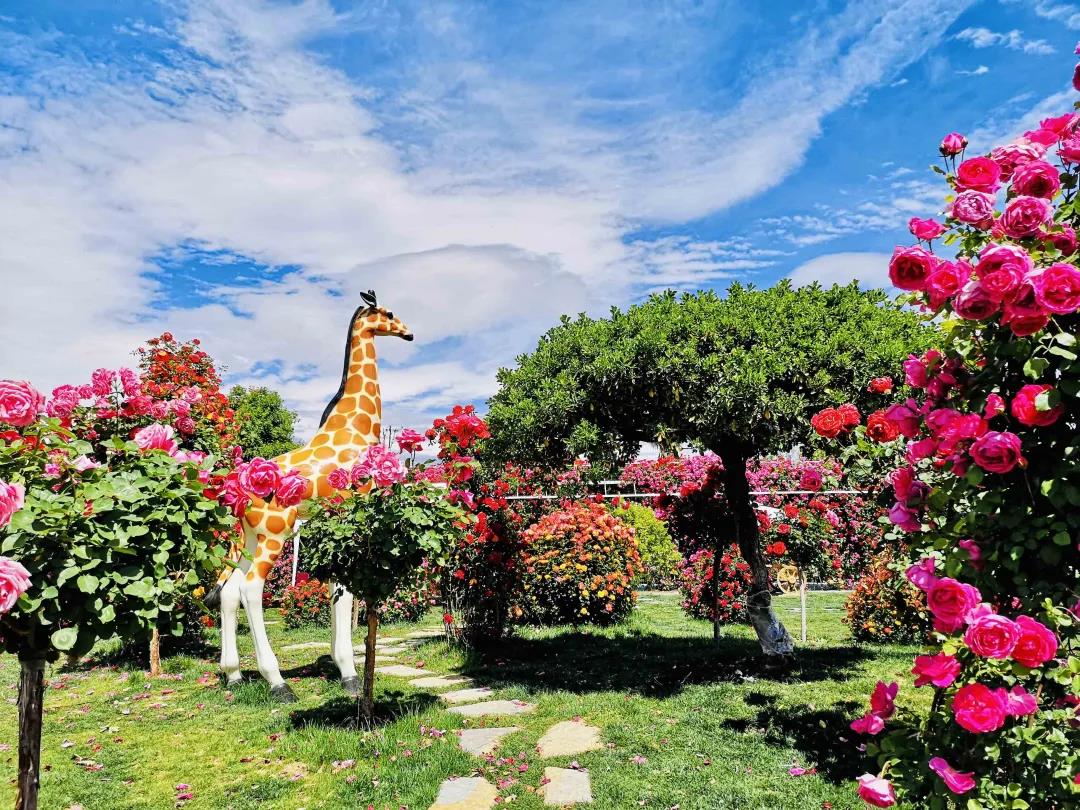 周末去哪兒？麗江這里花開成海，把園區(qū)打造成湖濱公園景區(qū)快來打卡！