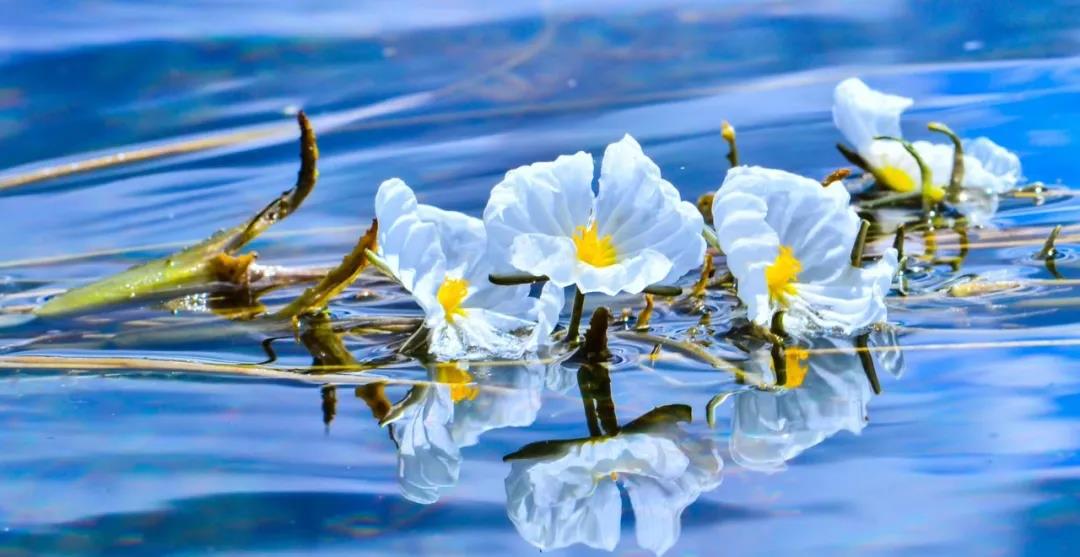 糟糕！瀘沽湖的“水性楊花”，讓我有了心動(dòng)的感覺(jué)！