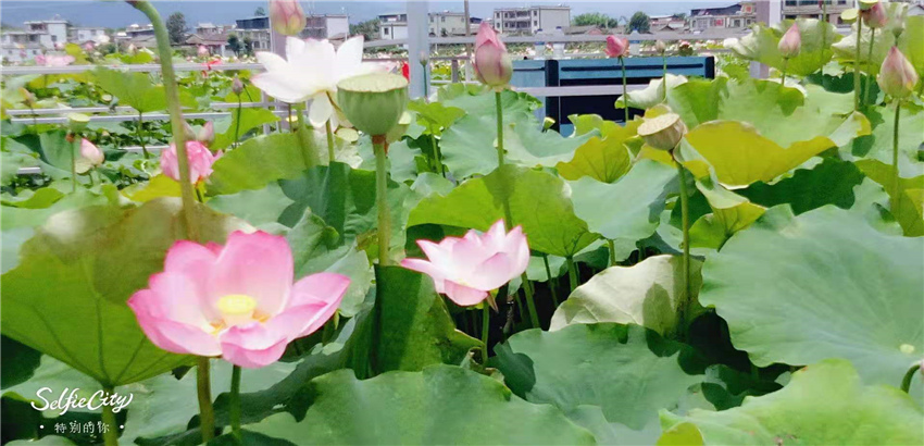 不到三川荷塘走一走，整個(gè)夏天就算白過(guò)啦！