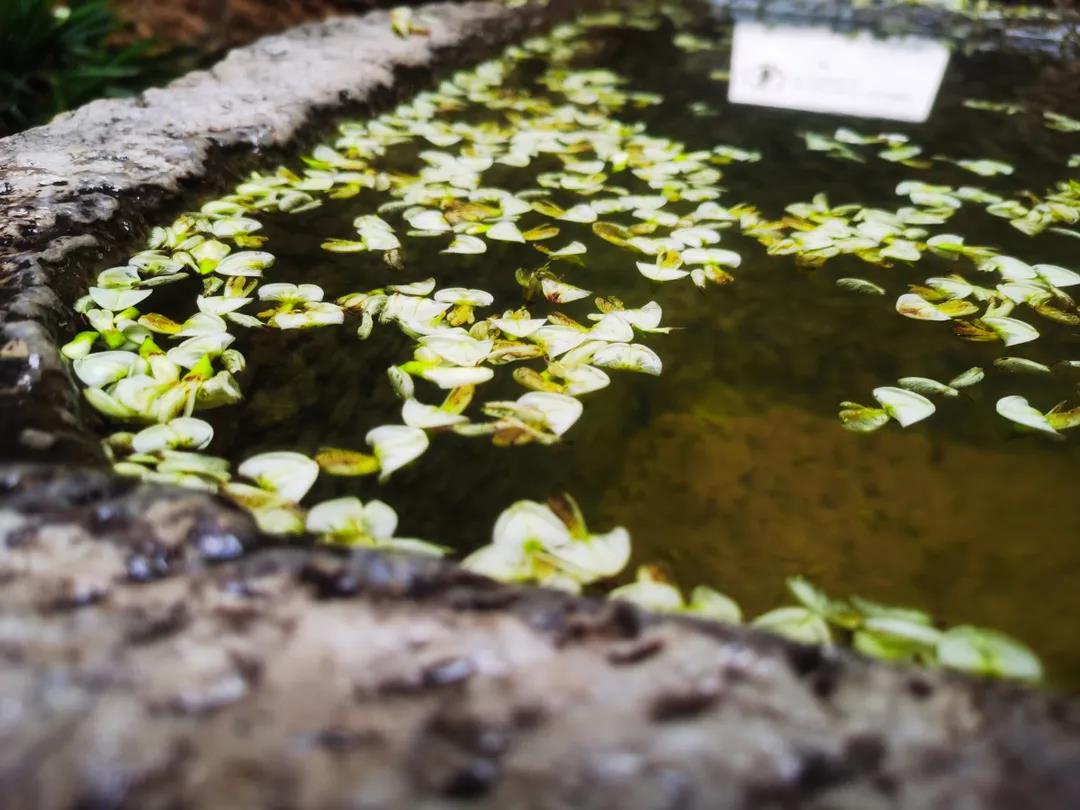 門前老槐又開花，七月來麗江古城這座百年老宅賞花聽雨