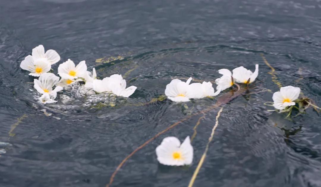 瀘沽湖旅游