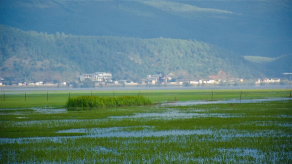 麗江拉市海