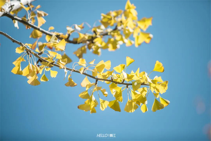 麗江旅游攻略：立冬已過(guò)，但麗江的秋天還在