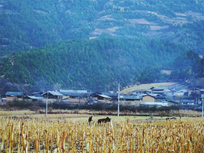 麗江特色節(jié)日：“殺年豬”對麗江人來說有多重要？