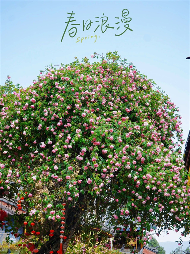 云南旅游,云南旅行社,云南團(tuán)建公司,云南會(huì)議公司,云南策劃公司,麗江旅游,麗江旅行社,麗江團(tuán)建公司,麗江策劃公司,麗江會(huì)議公司：一季芳華，半城詩(shī)畫，麗江古城的薔薇開了