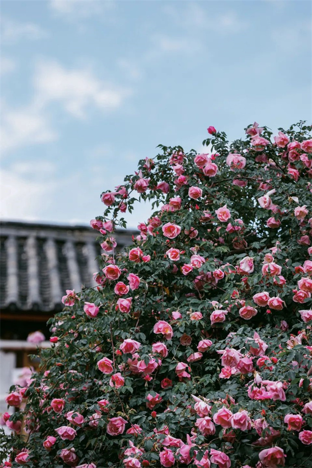 云南旅游,云南旅行社,云南團(tuán)建公司,云南策劃公司,云南會(huì)議公司,麗江旅游,麗江旅行社,麗江團(tuán)建公司,麗江策劃公司,麗江會(huì)議公司：一藤成景、孤株成林，有種幾乎接近于完美的花叫“麗江之路”